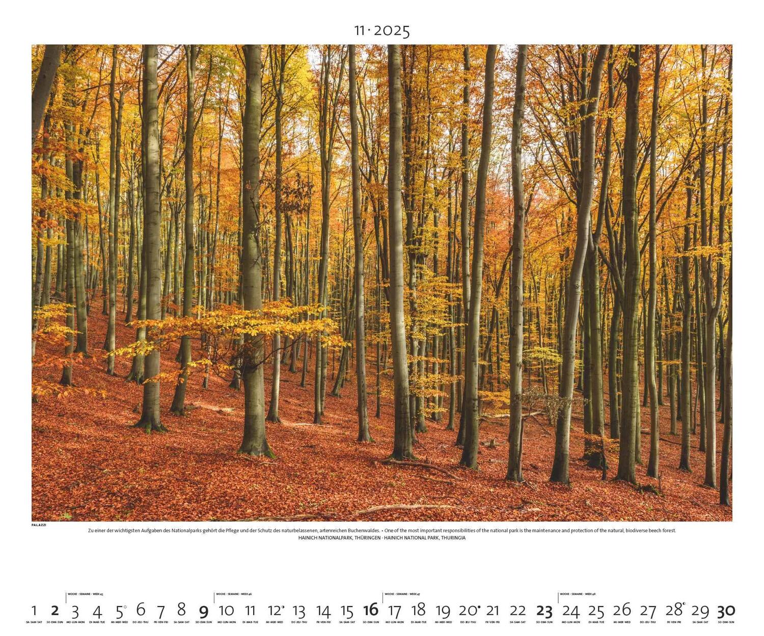 Bild: 4251734300744 | PALAZZI - Naturland Deutschland 2025 Wandkalender, 60x50cm,...