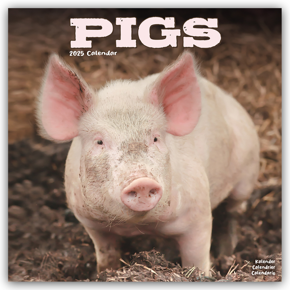 Cover: 9781804604465 | Pigs - Schweine 2025 - 16-Monatskalender | Avonside Publishing Ltd