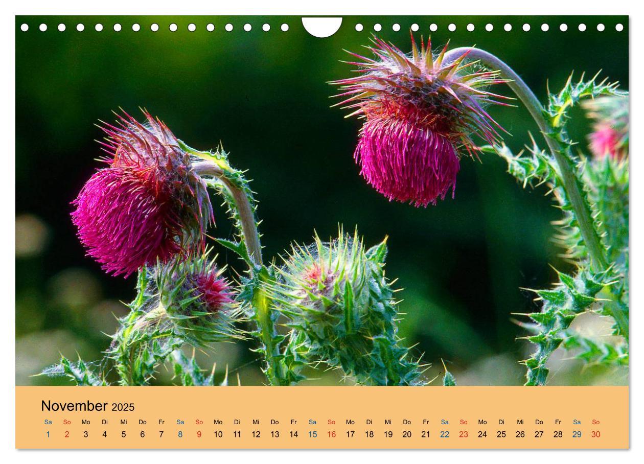 Bild: 9783435775132 | Wildblumen 2025 (Wandkalender 2025 DIN A4 quer), CALVENDO...