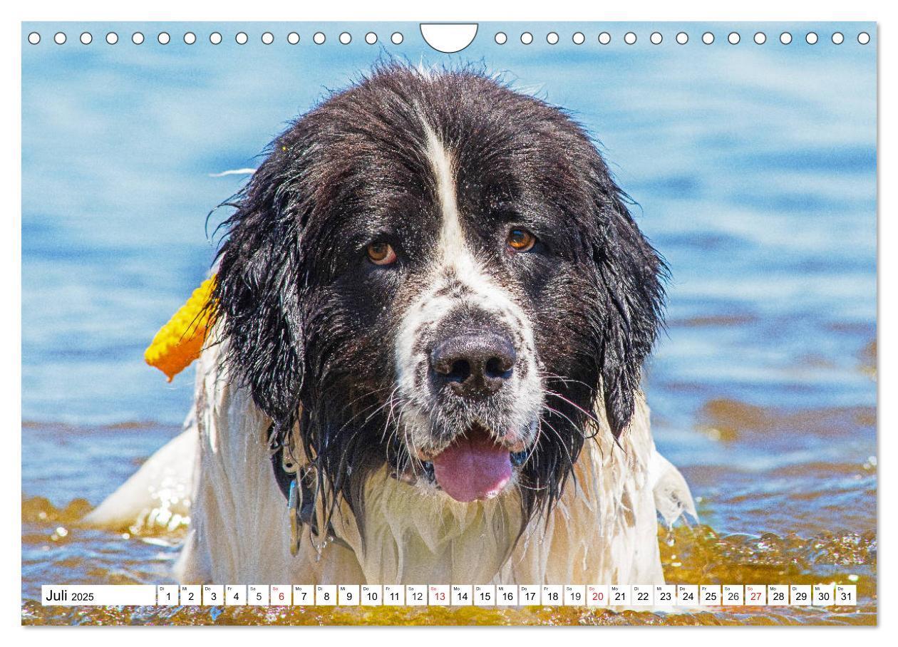 Bild: 9783435306251 | Landseer - Ein starker Freund auf 4 Pfoten (Wandkalender 2025 DIN...