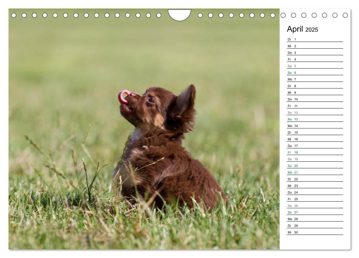 Bild: 9783435557295 | Chihuahuas - kleine Herzensbrecher (Wandkalender 2025 DIN A4 quer),...