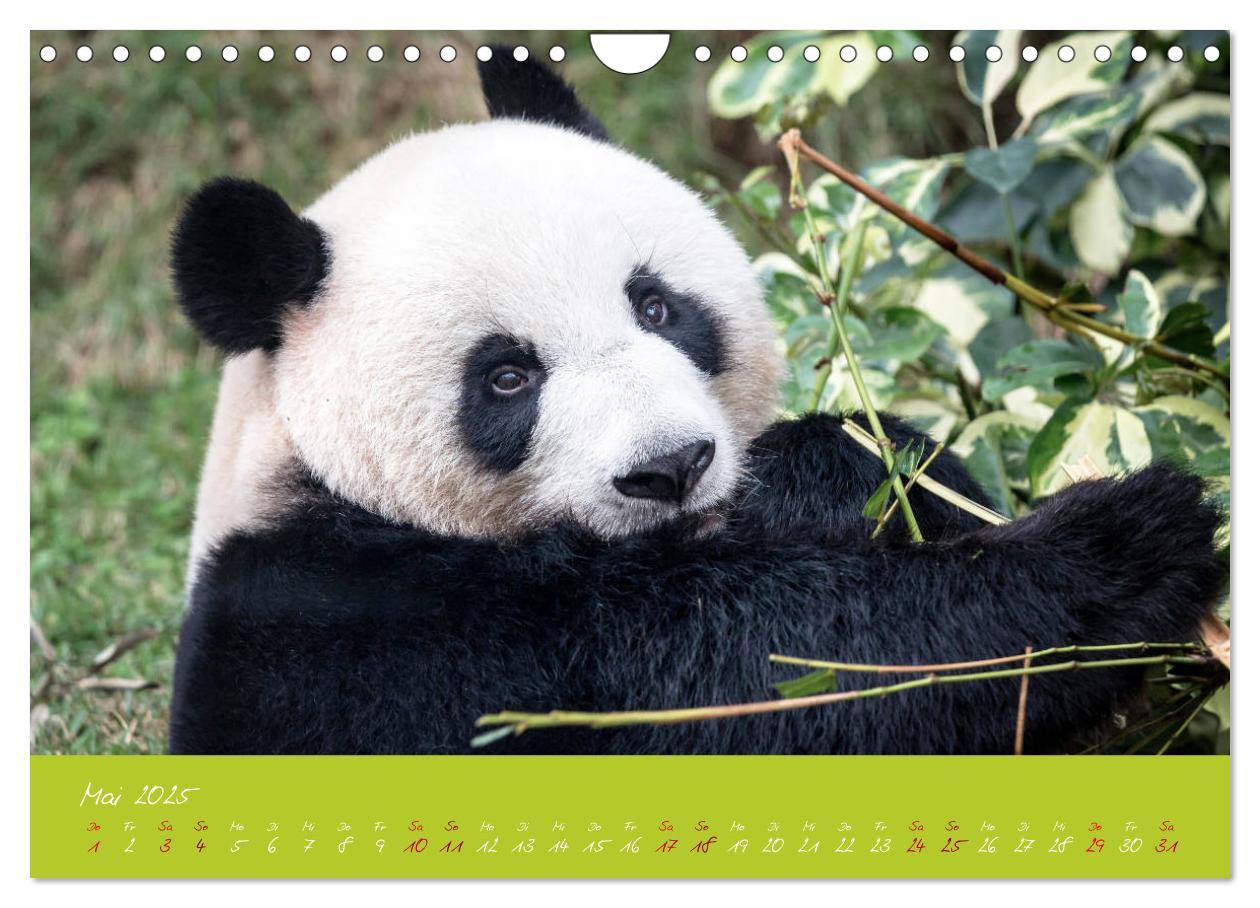 Bild: 9783435179428 | Der Große Panda Ein kuscheliger Geselle (Wandkalender 2025 DIN A4...