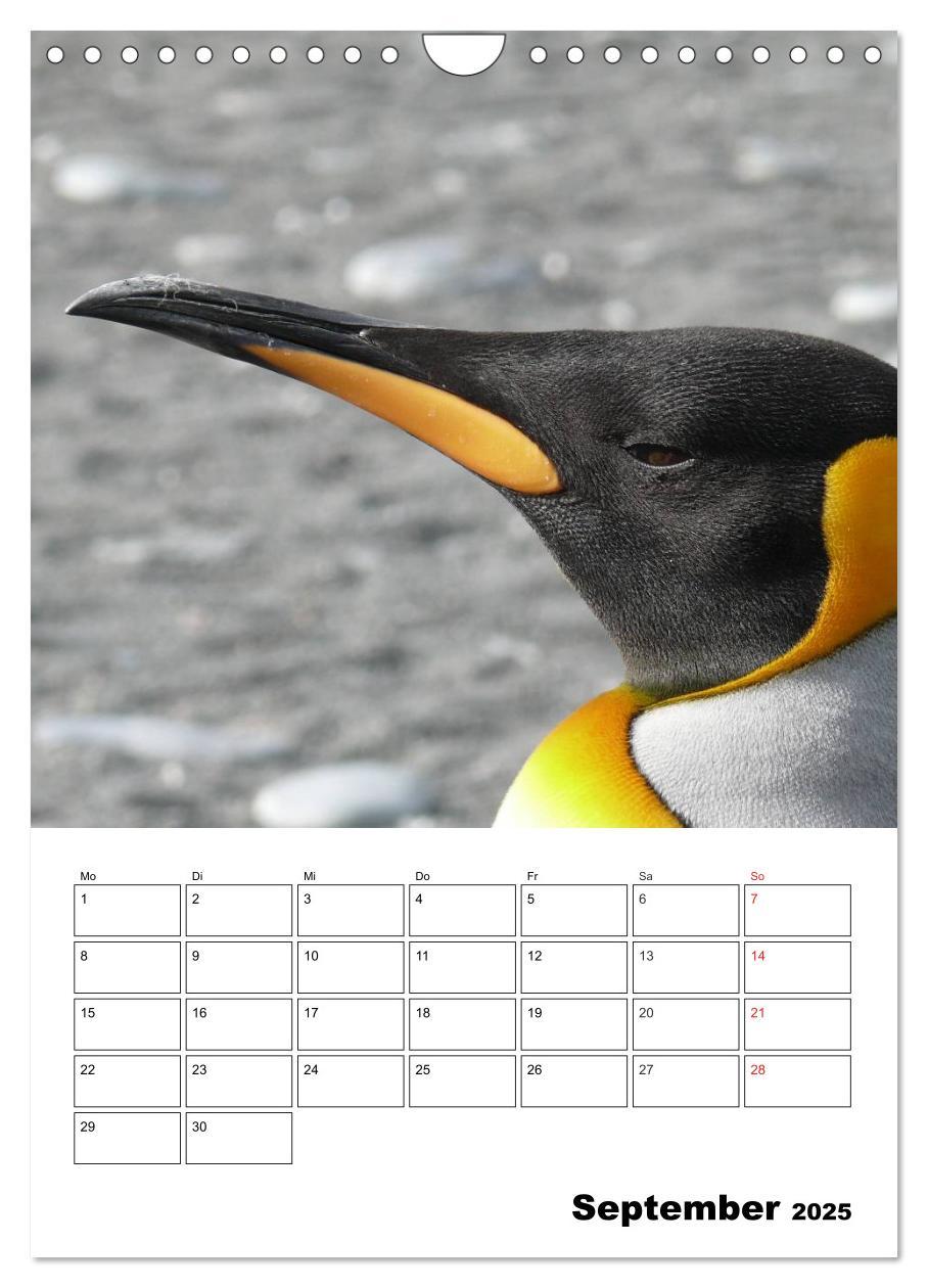 Bild: 9783457035726 | Pinguine. Familienglück im Eis (Wandkalender 2025 DIN A4 hoch),...