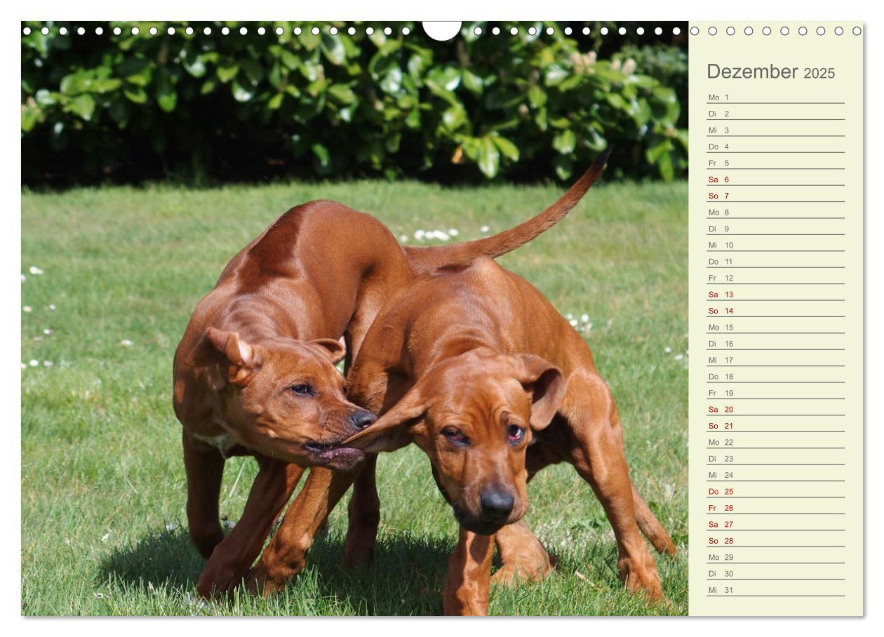 Bild: 9783383937415 | Rhodesian Ridgeback - Jung, wild, zuckersüß (Wandkalender 2025 DIN...