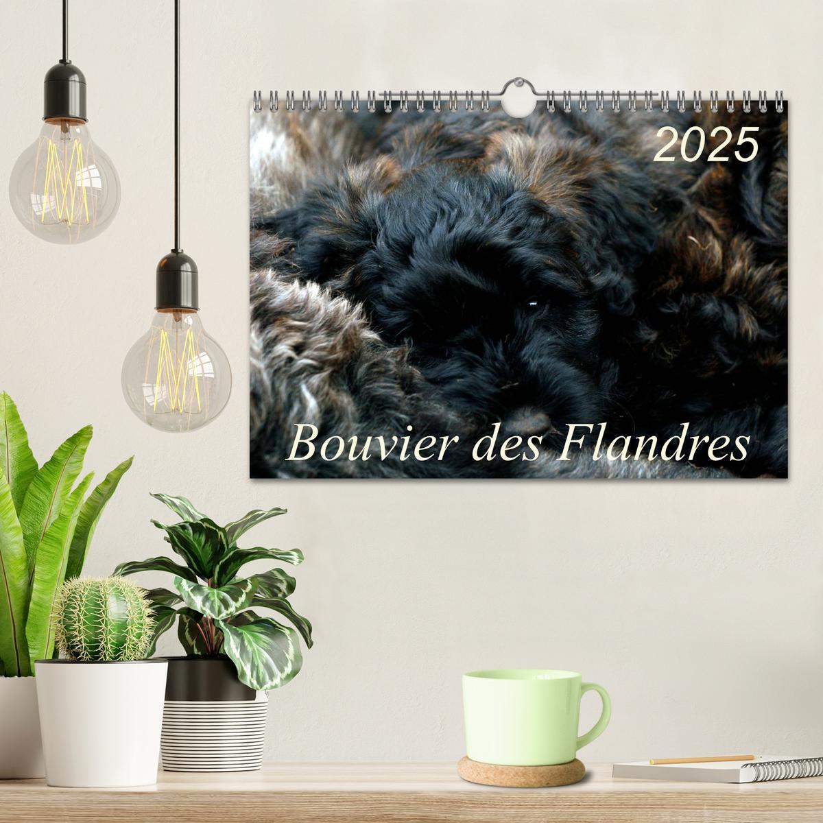 Bild: 9783435748402 | Bouvier des Flandres (Wandkalender 2025 DIN A4 quer), CALVENDO...