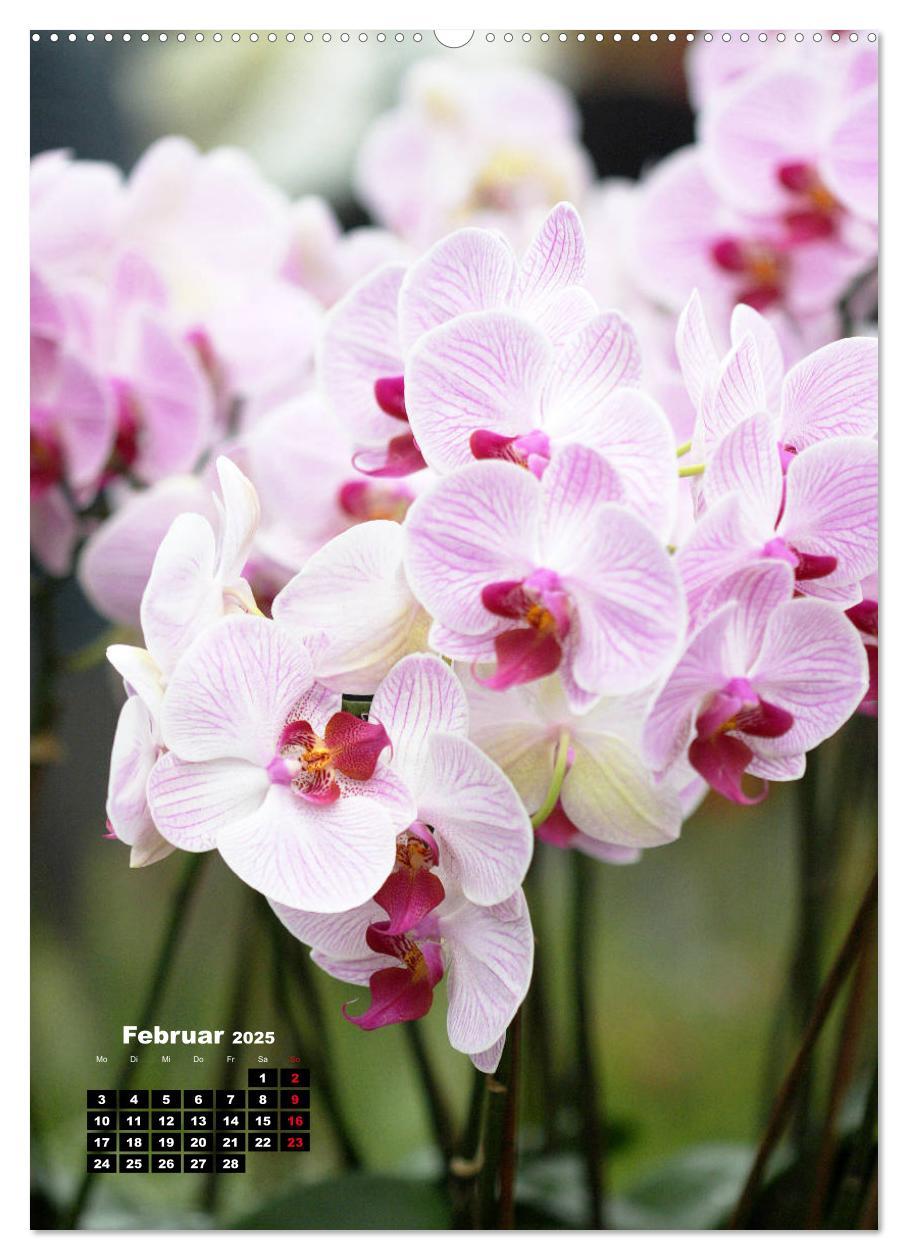 Bild: 9783435942480 | Kleine Orchideenschätze (Wandkalender 2025 DIN A2 hoch), CALVENDO...