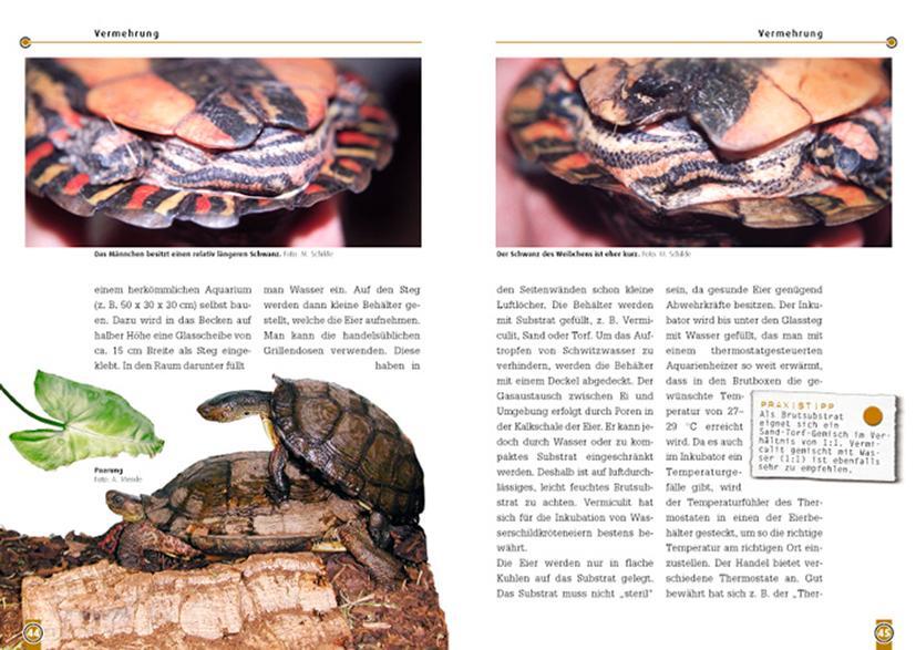 Bild: 9783937285337 | Die Pracht-Erdschildkröte | Rhinoclemmys pulcherrima | Maik Schilde