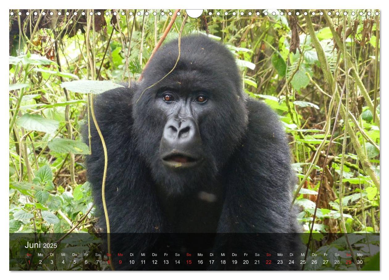 Bild: 9783435600984 | Gorillas. Friedliebende Kraftpakete (Wandkalender 2025 DIN A3...