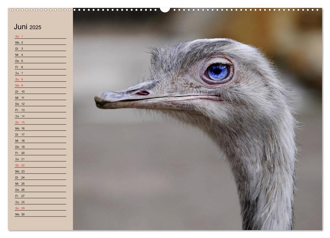 Bild: 9783435522859 | Vogel Strauß. Imposanter Riese und Läufer (Wandkalender 2025 DIN A2...