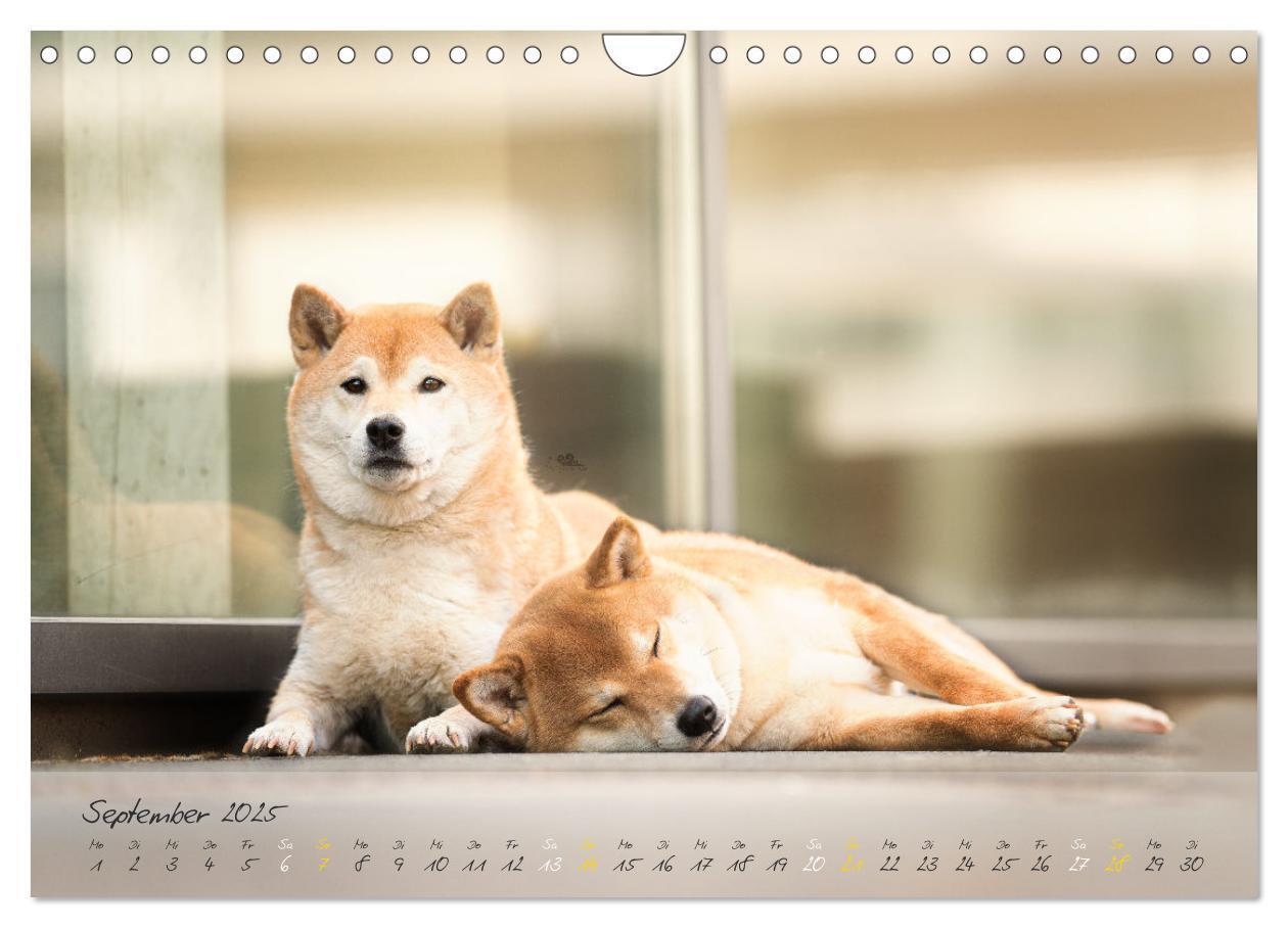 Bild: 9783435051779 | Shiba Inu - mutig, treu, selbstbewusst (Wandkalender 2025 DIN A4...