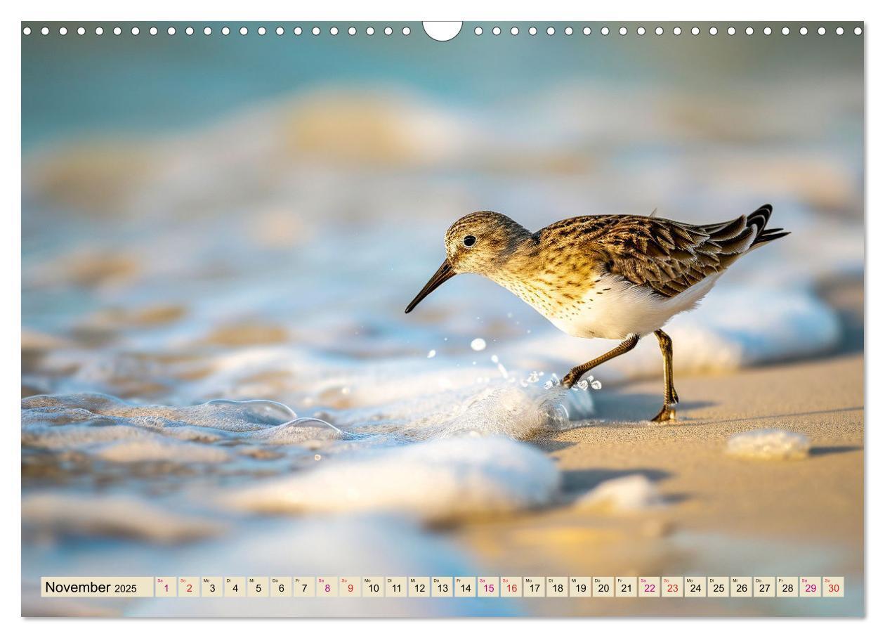 Bild: 9783383768385 | Strandläufer - immer flink unterwegs (Wandkalender 2025 DIN A3...