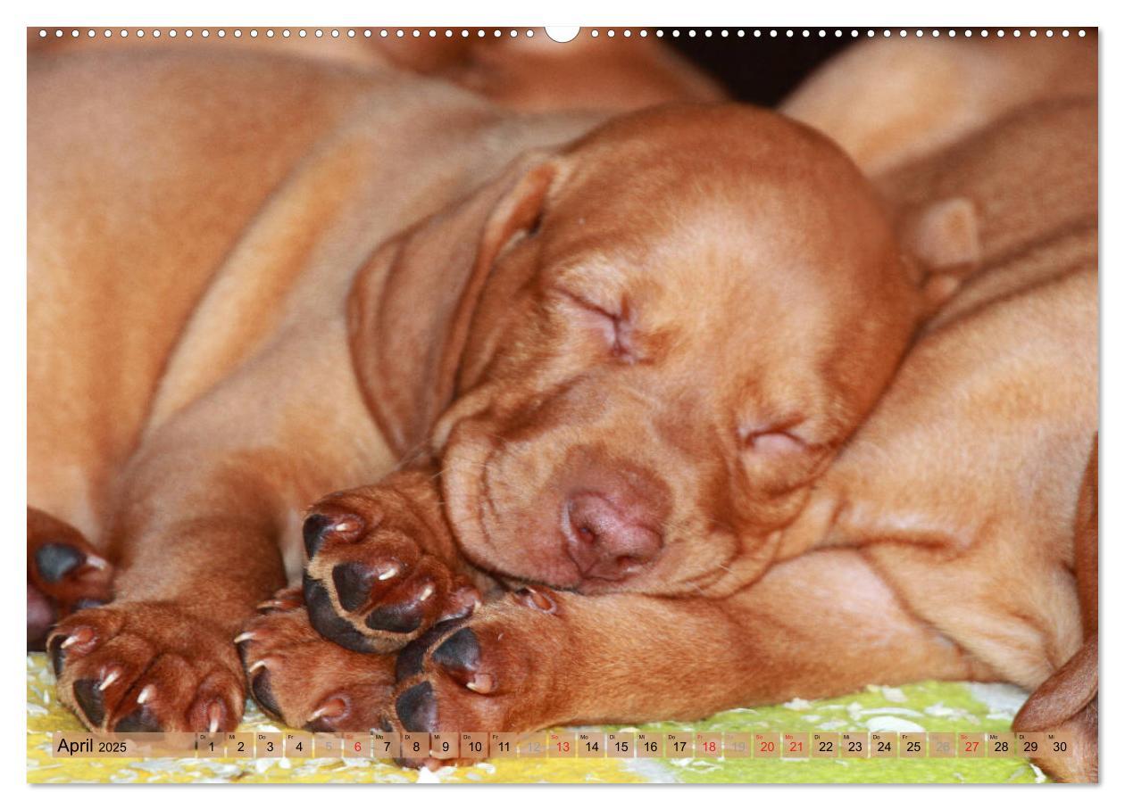 Bild: 9783435794157 | Magyar Vizsla - Vielseitiger Jagdhund mit Familienanschluss...