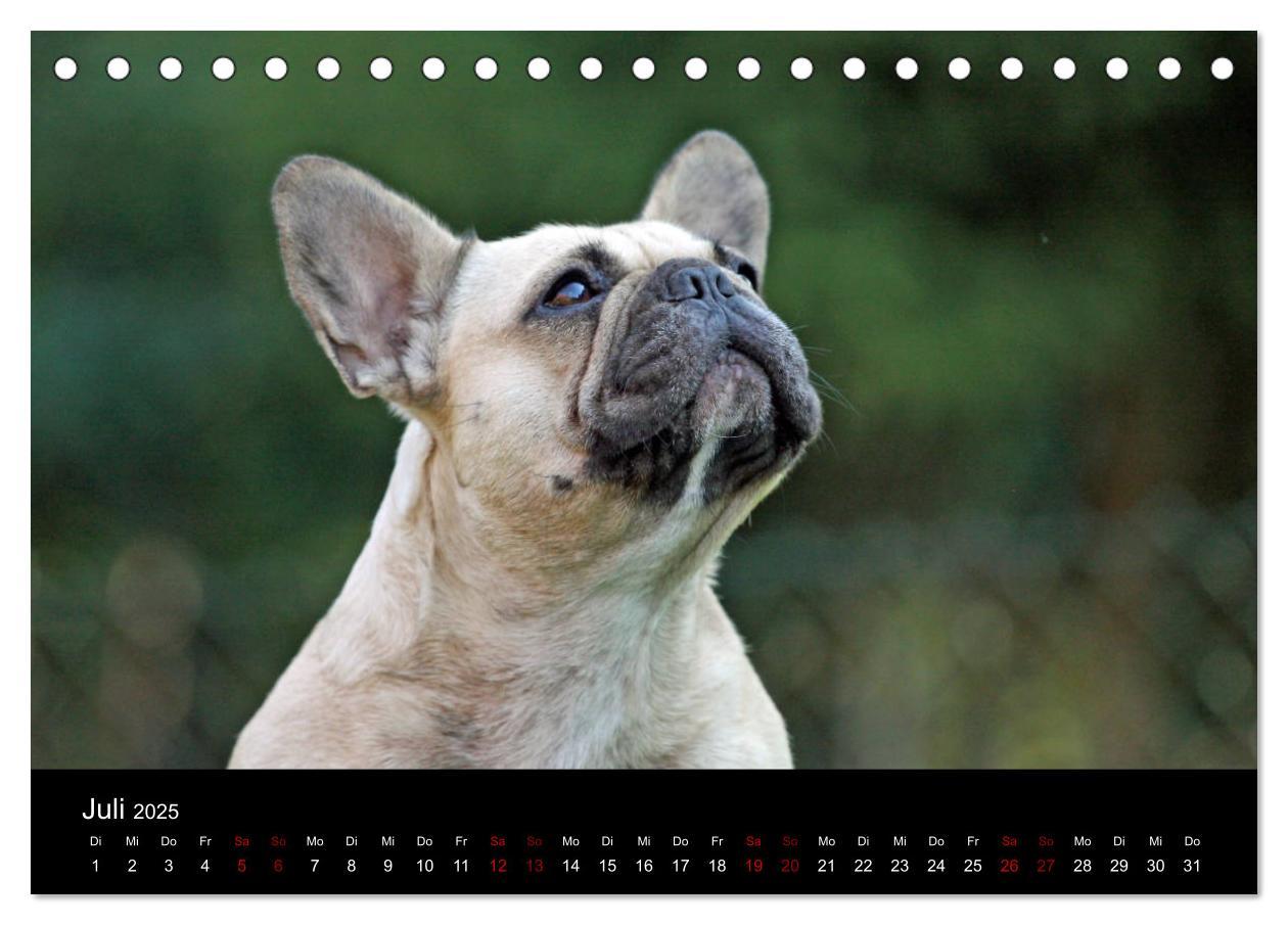 Bild: 9783435370573 | Französische Bulldoggen - Schutzengel auf 4 Pfoten (Tischkalender...