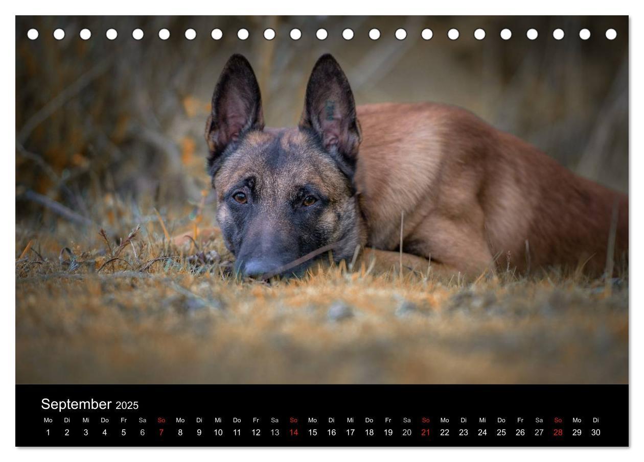 Bild: 9783435642267 | Belgischer Schäferhund - Der Malinois (Tischkalender 2025 DIN A5...