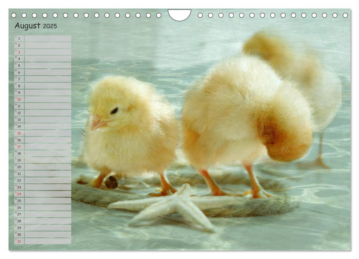 Bild: 9783435587865 | Tierisches aus der Küken-Welt (Wandkalender 2025 DIN A4 quer),...