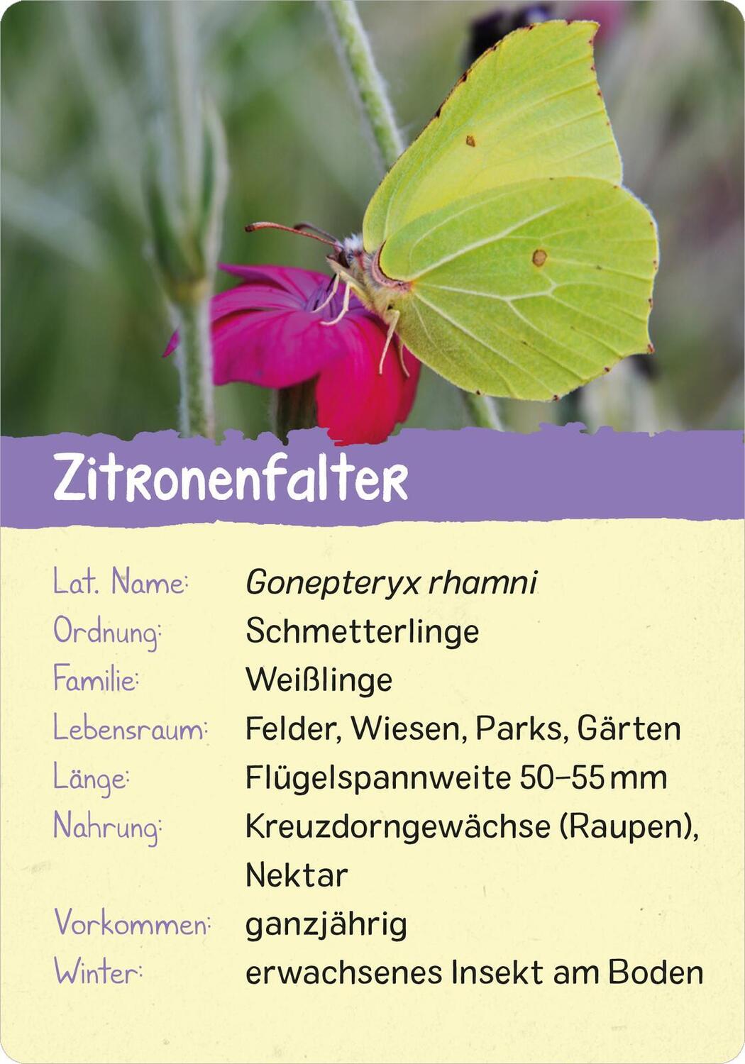 Bild: 9783845856575 | Naturforscher-Kids - Insekten | 50 Karten | Miriam Scholz | Buch