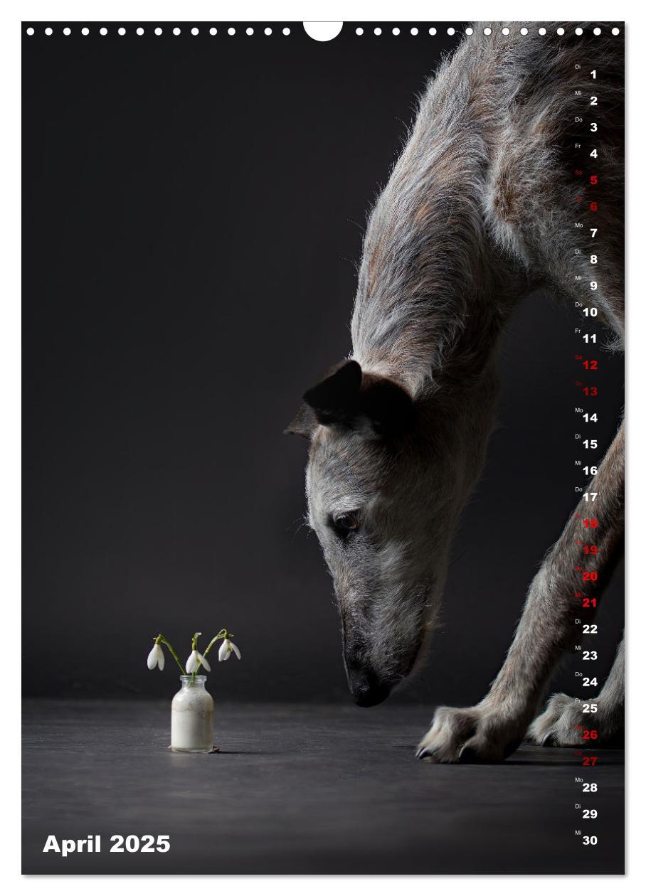 Bild: 9783457230824 | dogmuse deluxe (Wandkalender 2025 DIN A3 hoch), CALVENDO...