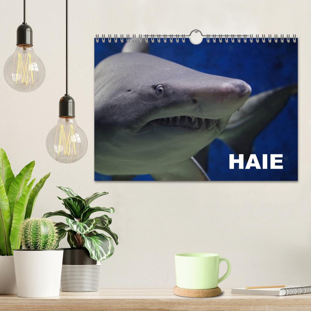 Bild: 9783435523665 | Haie (Wandkalender 2025 DIN A4 quer), CALVENDO Monatskalender | 2025