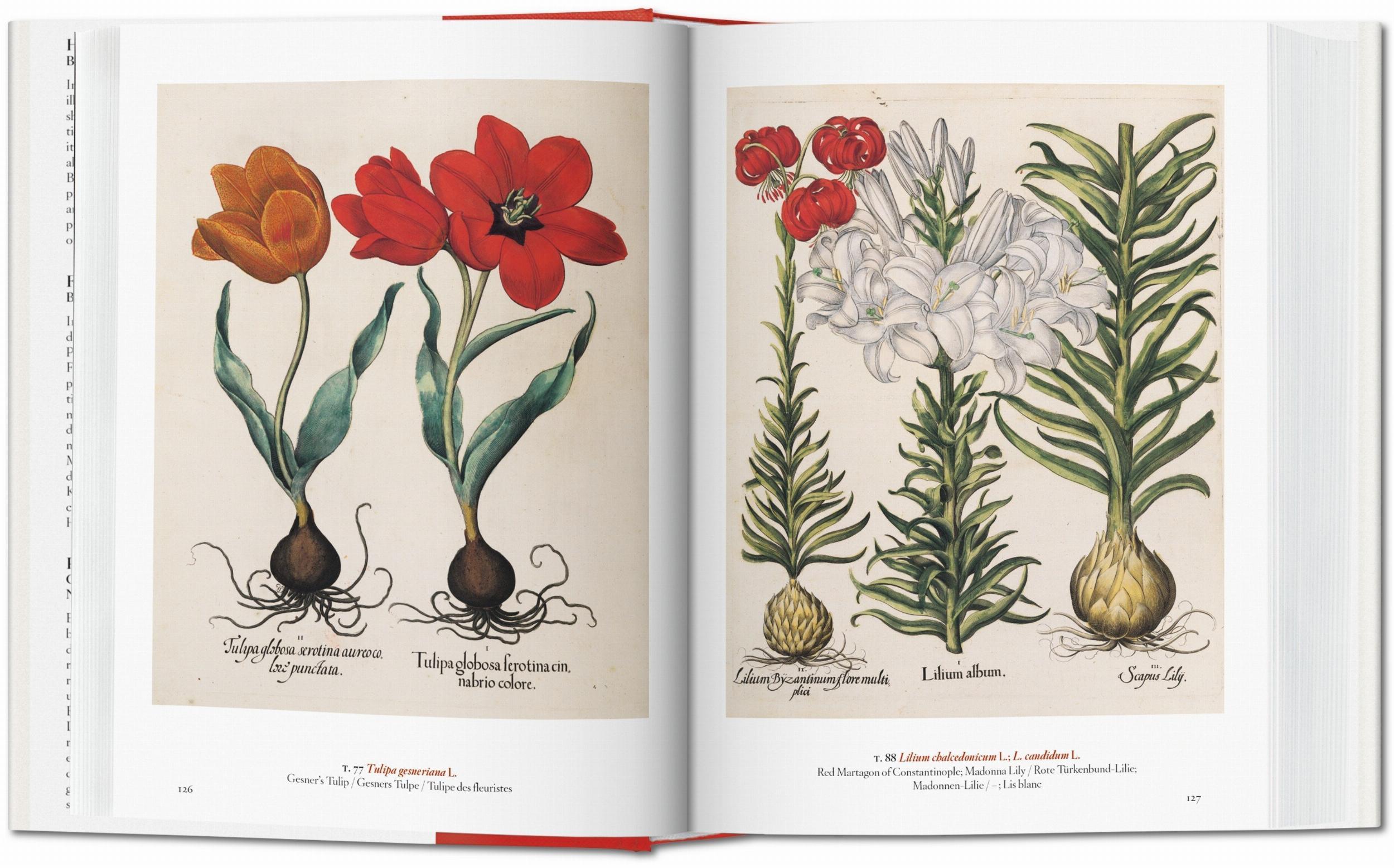 Bild: 9783836591911 | A Garden Eden. Masterpieces of Botanical Illustration. 40th Ed. | Lack