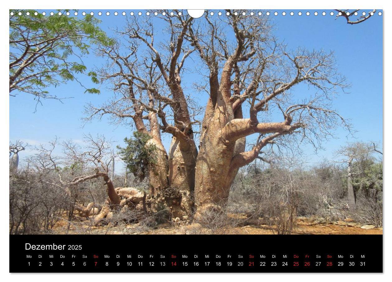 Bild: 9783435483587 | Abenteuer Madagaskar (Wandkalender 2025 DIN A3 quer), CALVENDO...