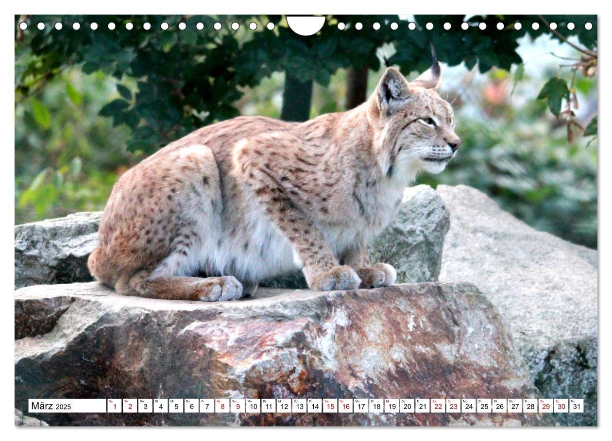 Bild: 9783435420773 | Familie Luchs - Die Jäger mit dem Pinselohr (Wandkalender 2025 DIN...