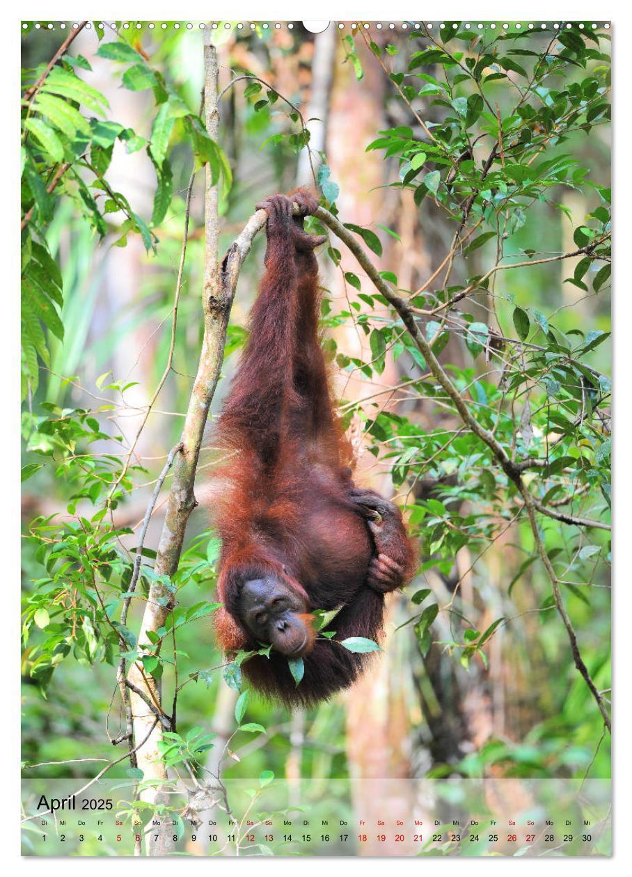 Bild: 9783435964901 | Orang Utans aus Borneo (Wandkalender 2025 DIN A2 hoch), CALVENDO...