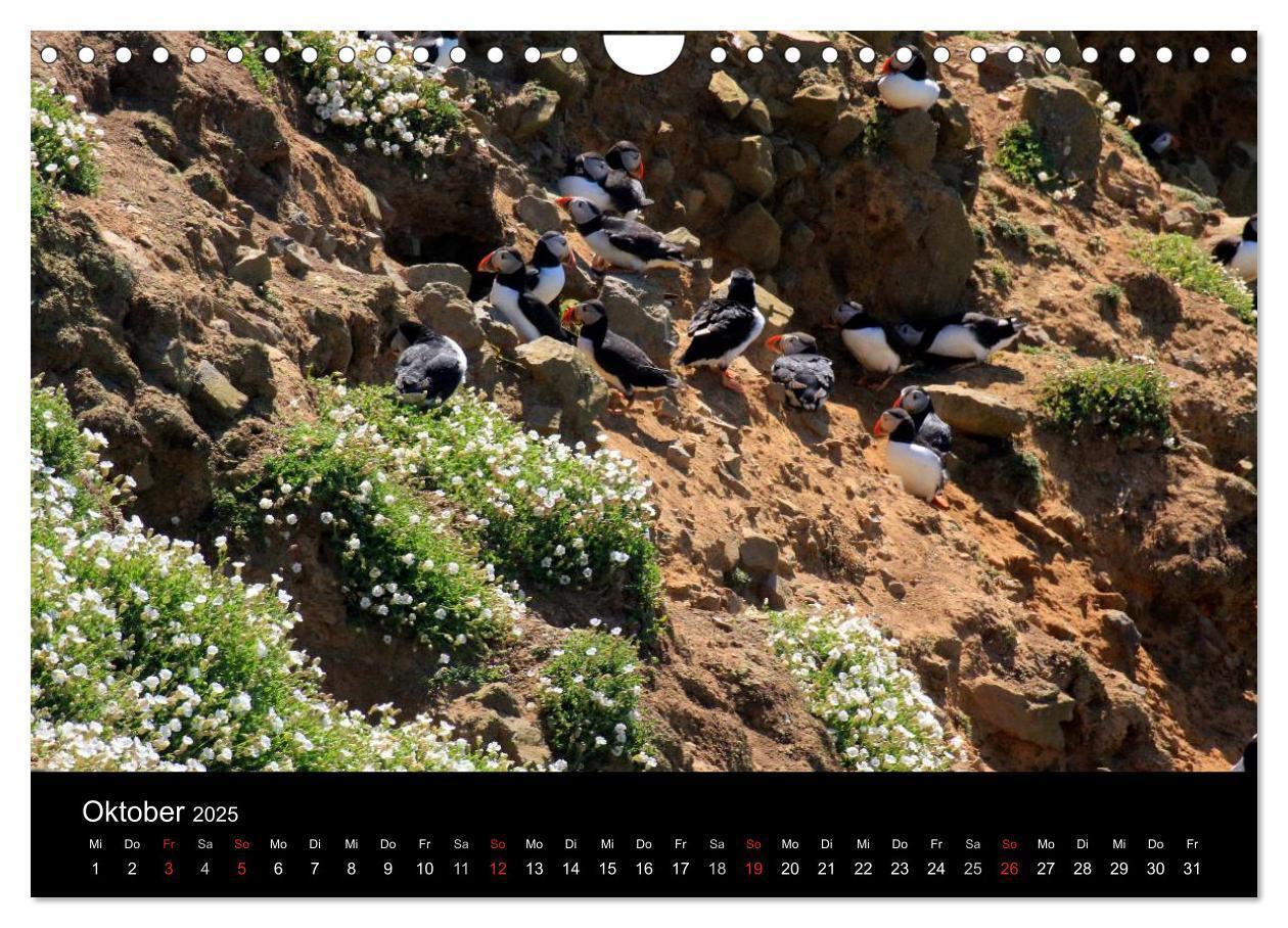 Bild: 9783435808038 | Puffins, Papageitauchern ganz nah (Wandkalender 2025 DIN A4 quer),...