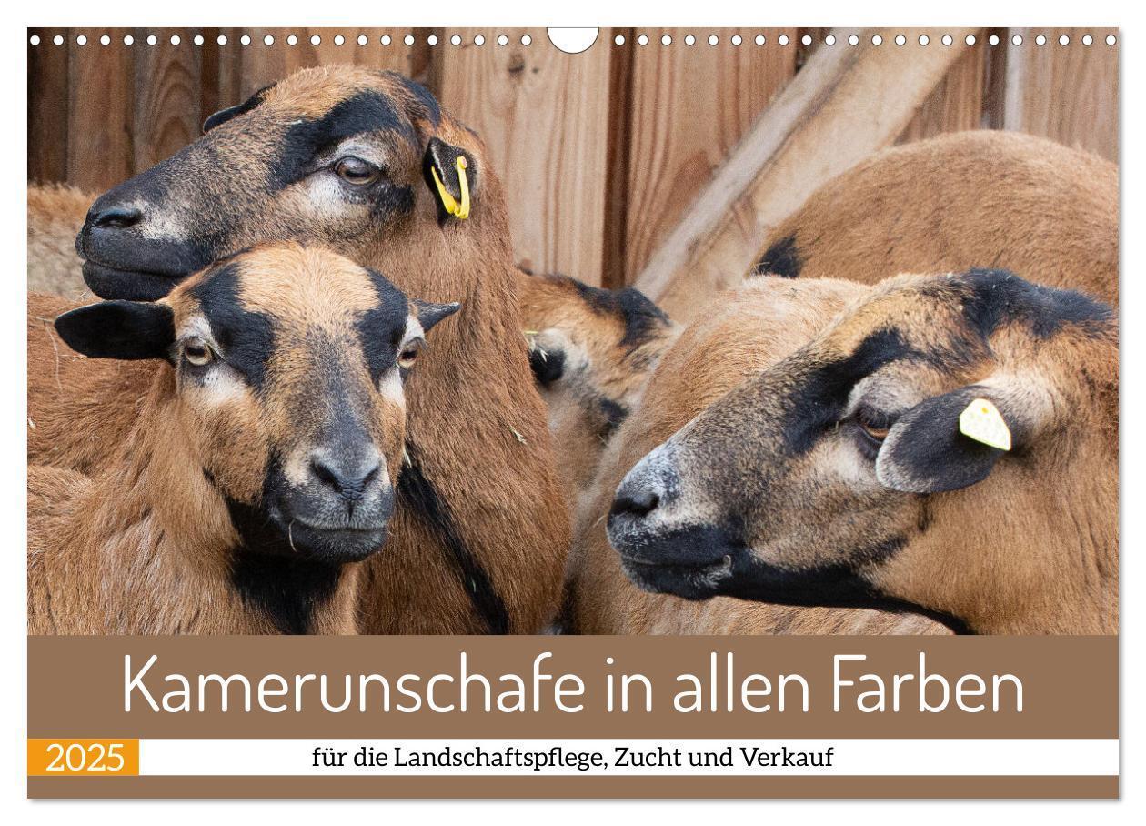 Cover: 9783383977596 | Kamerunschafe in allen Farben (Wandkalender 2025 DIN A3 quer),...