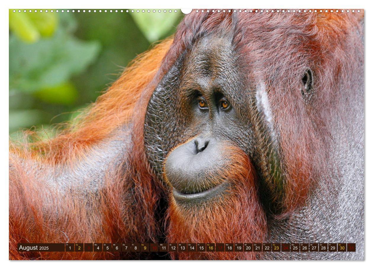 Bild: 9783435361045 | Waldmenschen - Orang Utans auf Borneo (hochwertiger Premium...