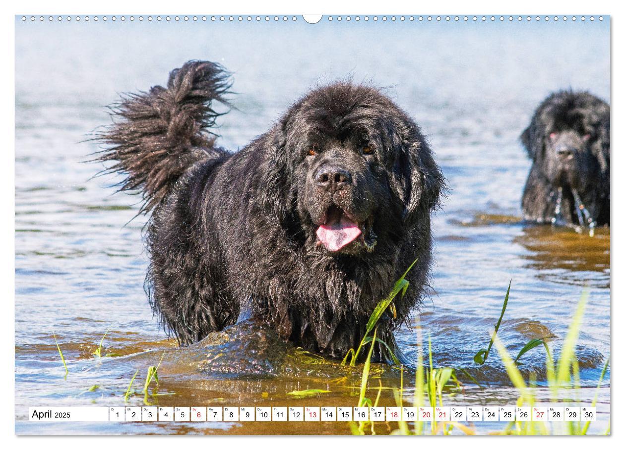 Bild: 9783435305650 | Neufundländer - Das Wasser ist ihr Element (Wandkalender 2025 DIN...