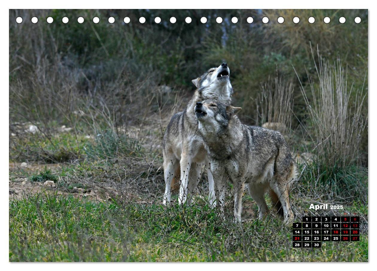 Bild: 9783435195121 | Willkommen Wolf (Tischkalender 2025 DIN A5 quer), CALVENDO...