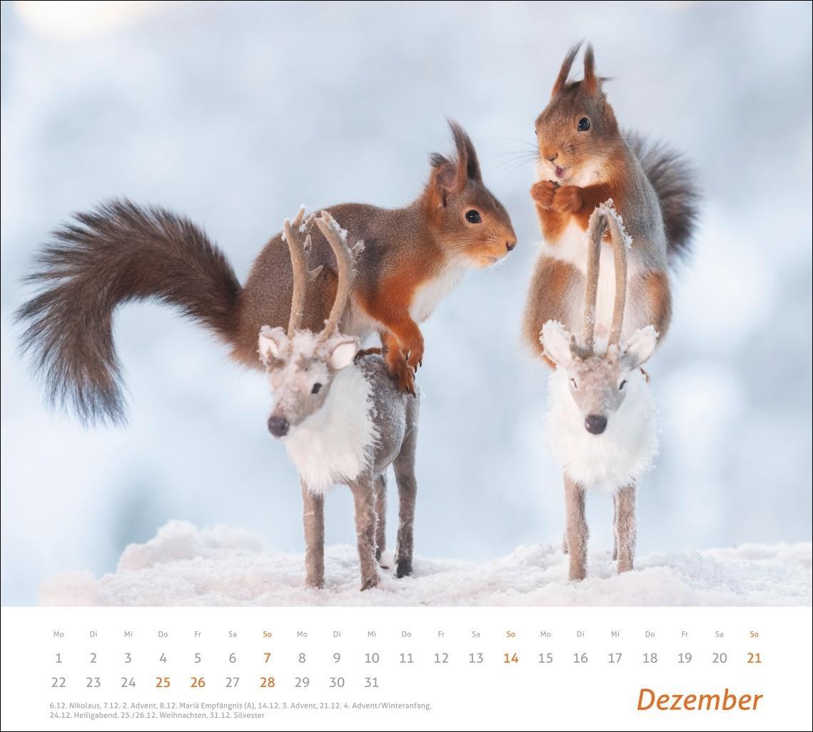 Bild: 9783756406869 | Eichhörnchen Bildkalender 2025 | Kalender | times&amp;more Kalender Heye