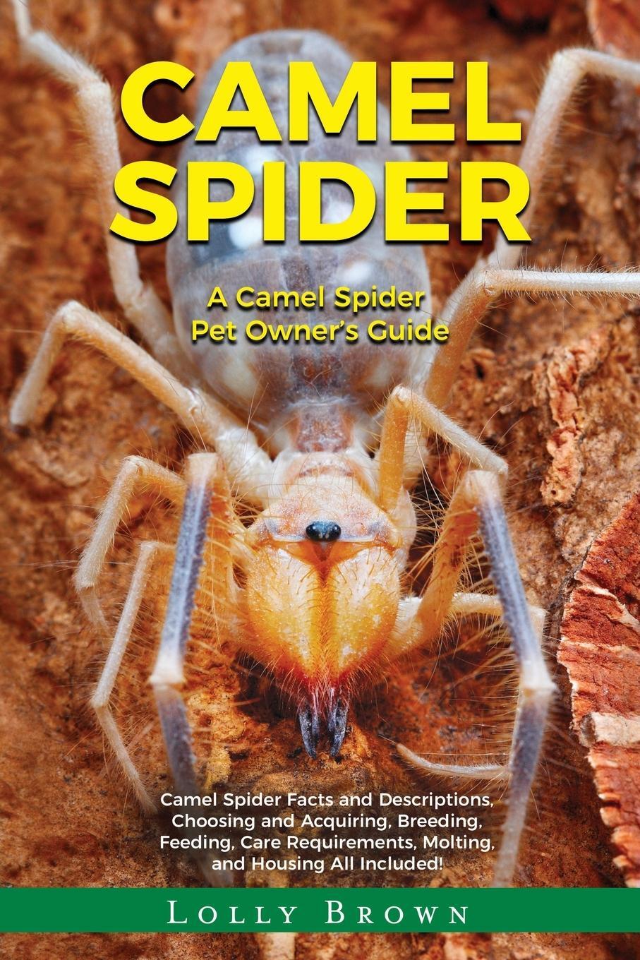 Cover: 9781949555882 | Camel Spider | A Camel Spider Pet Owner's Guide | Lolly Brown | Buch