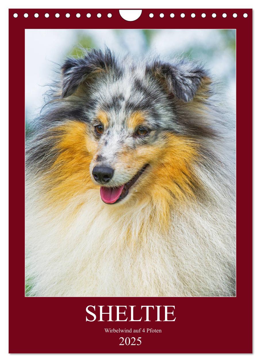 Cover: 9783435960545 | Sheltie - Wirbelwind auf 4 Pfoten (Wandkalender 2025 DIN A4 hoch),...