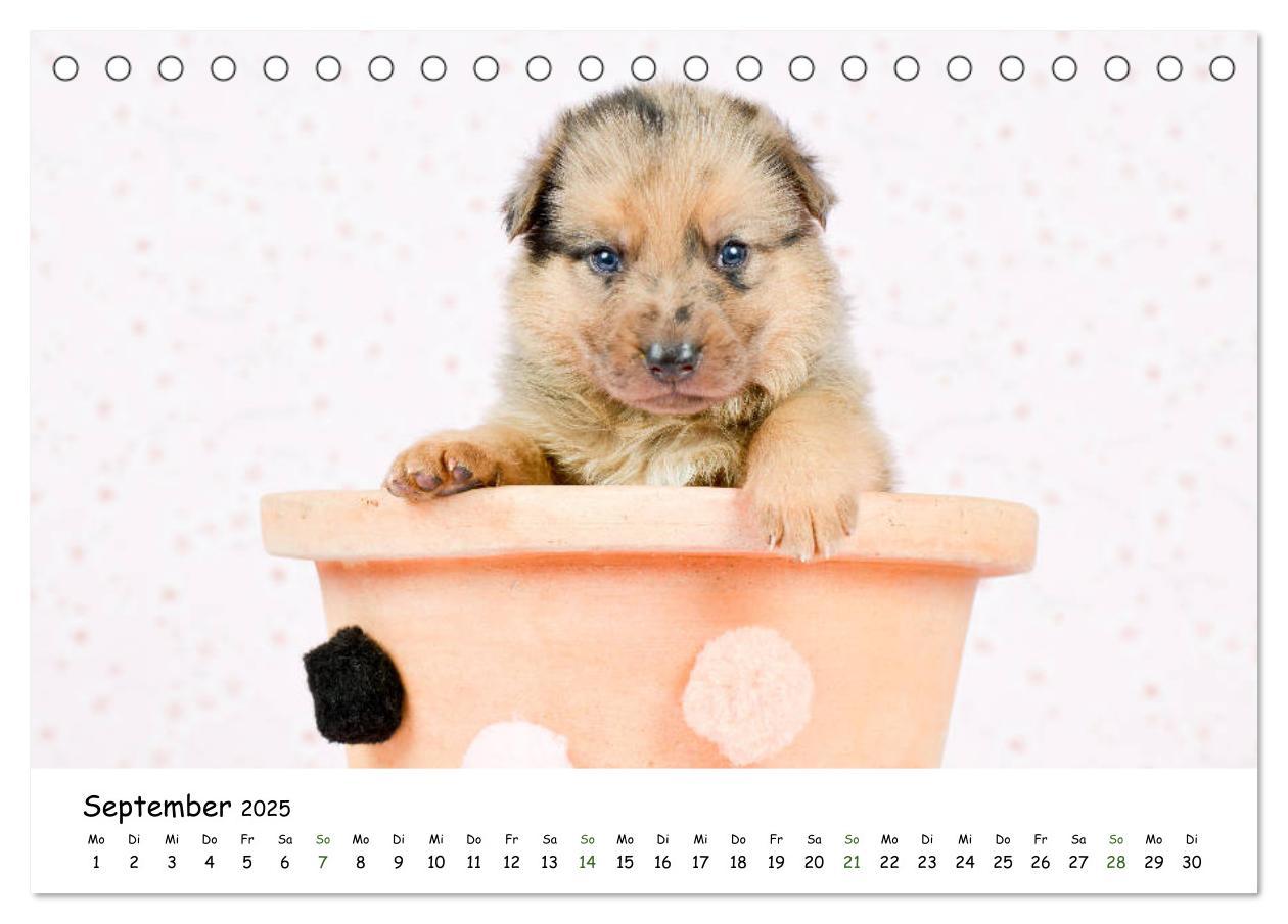 Bild: 9783435322923 | Baby Pfoten (Tischkalender 2025 DIN A5 quer), CALVENDO Monatskalender