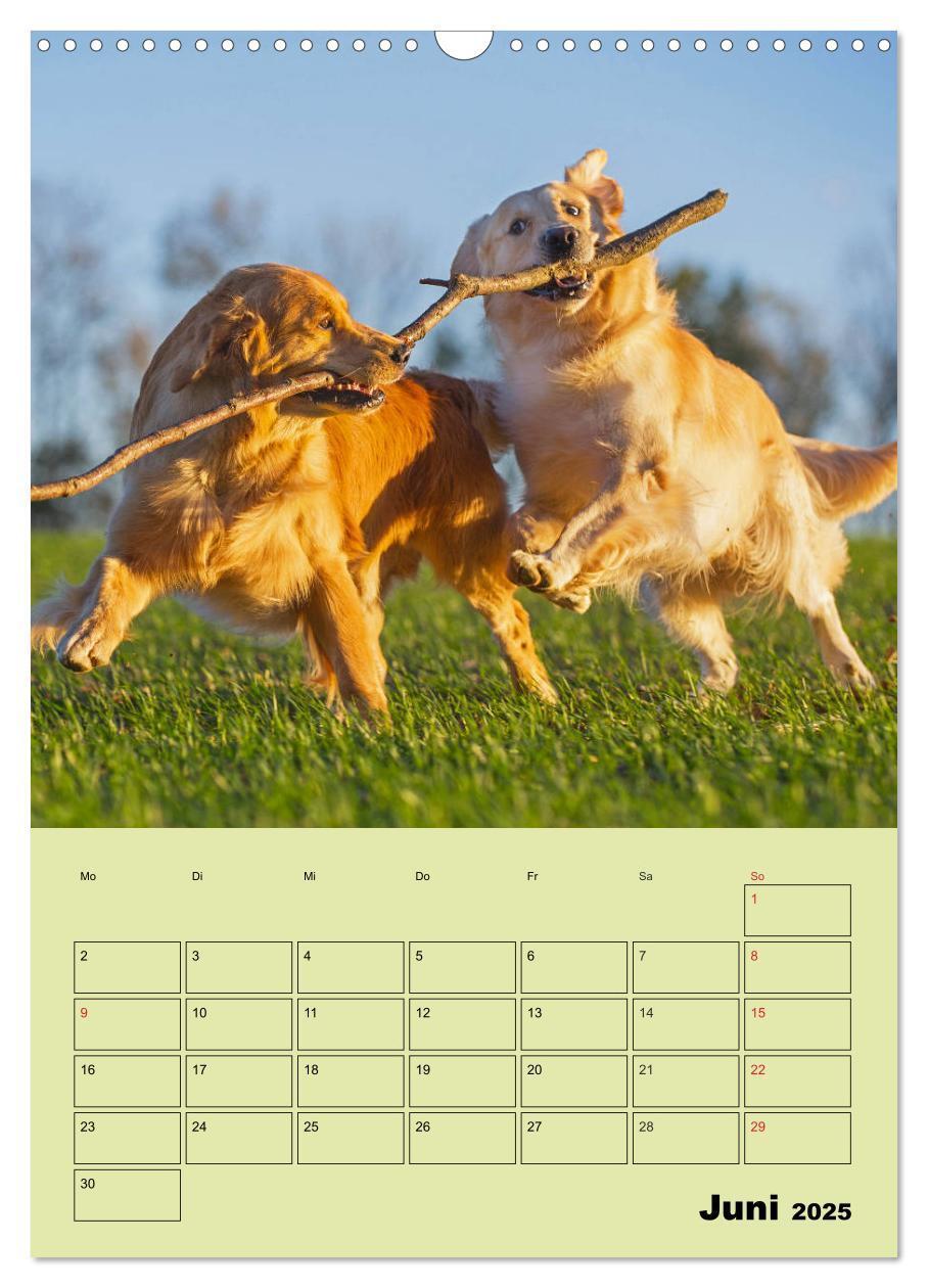 Bild: 9783435960002 | Jahresplaner Golden Retriever (Wandkalender 2025 DIN A3 hoch),...