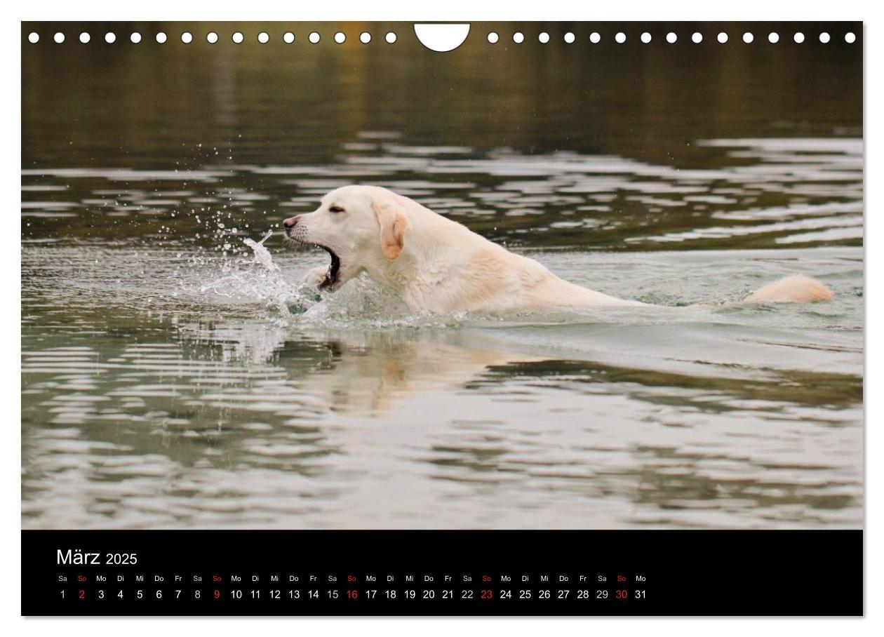 Bild: 9783435757114 | Labrador Retriever 2025 (Wandkalender 2025 DIN A4 quer), CALVENDO...