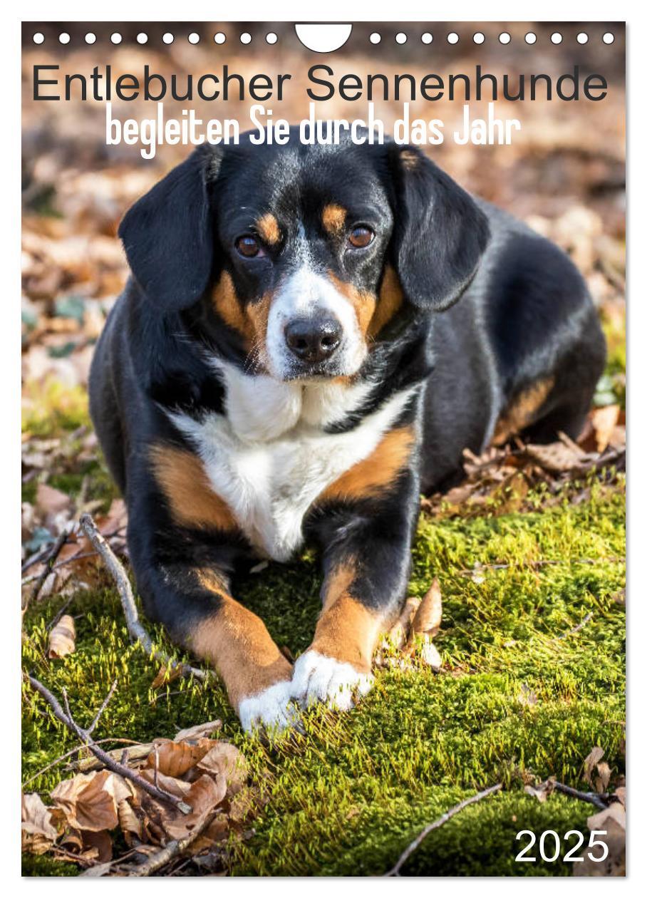 Cover: 9783457026694 | Entlebucher Sennenhunde begleiten Sie durch das Jahr (Wandkalender...