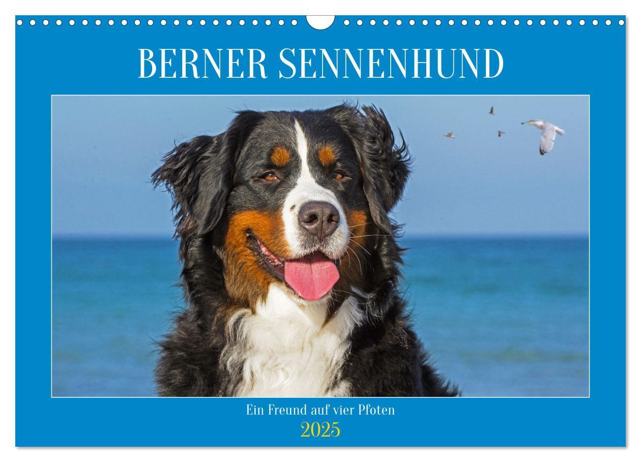 Cover: 9783383847561 | Berner Sennenhund - Ein Freund auf vier Pfoten (Wandkalender 2025...