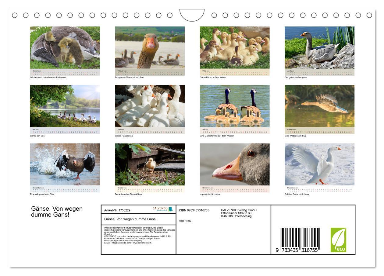 Bild: 9783435316755 | Gänse. Von wegen dumme Gans! (Wandkalender 2025 DIN A4 quer),...