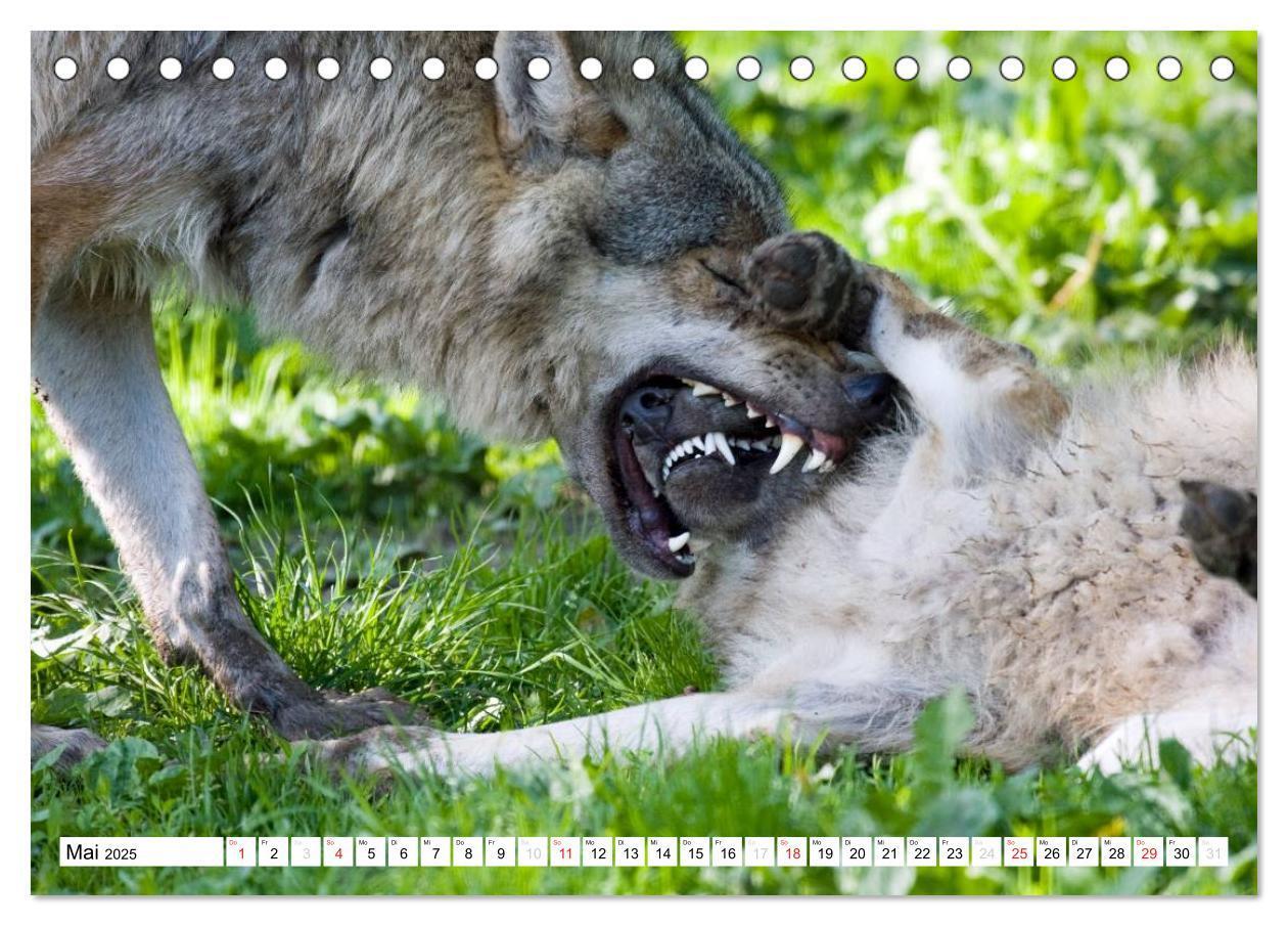 Bild: 9783435490035 | Mit dem Wolf durch's Jahr (Tischkalender 2025 DIN A5 quer),...