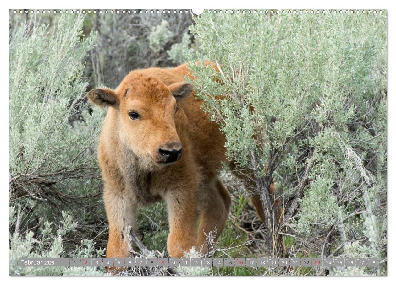 Bild: 9783435630899 | Bär, Wolf und Co - Tiere Nordamerikas (Wandkalender 2025 DIN A2...