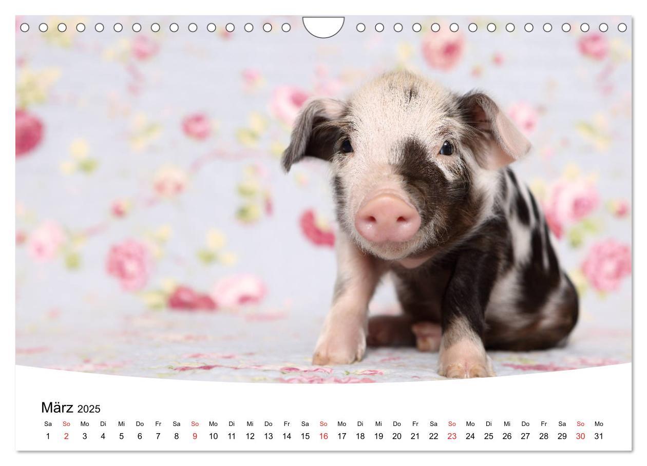 Bild: 9783435333943 | Niedliche Ferkel lovely piglets 2025 (Wandkalender 2025 DIN A4...