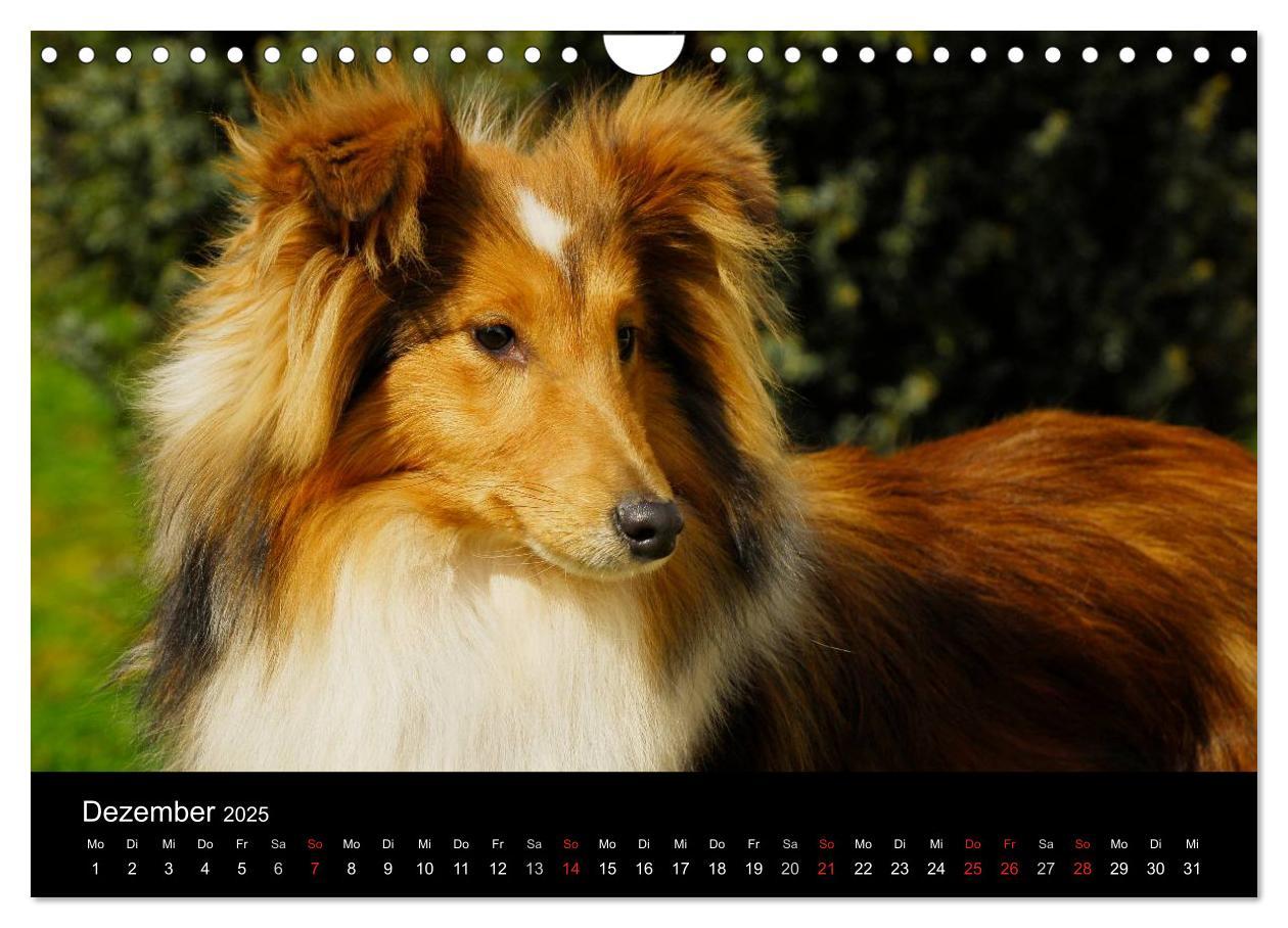 Bild: 9783435768646 | Sheltie 2025 (Wandkalender 2025 DIN A4 quer), CALVENDO Monatskalender