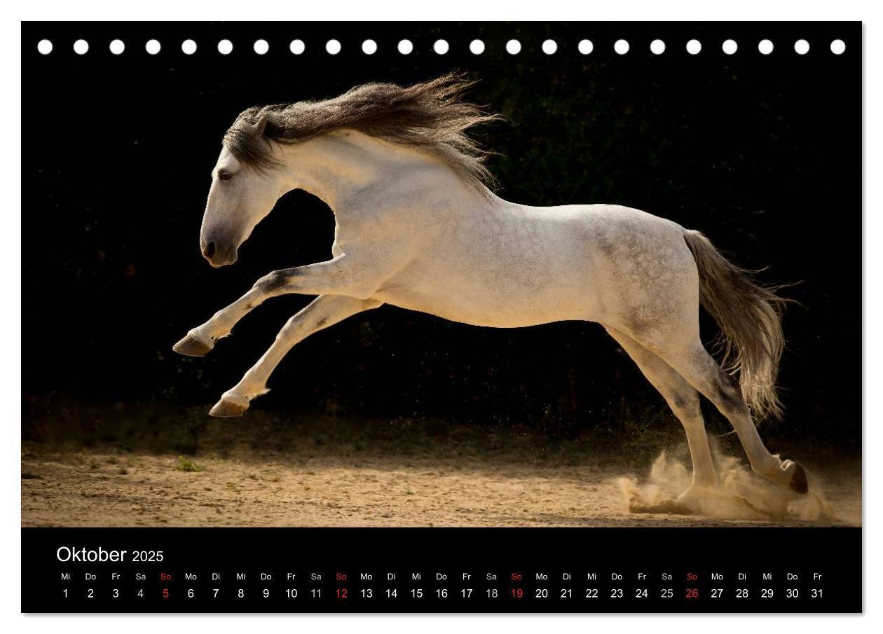 Bild: 9783435636907 | Spaniens stolze Pferde (Tischkalender 2025 DIN A5 quer), CALVENDO...