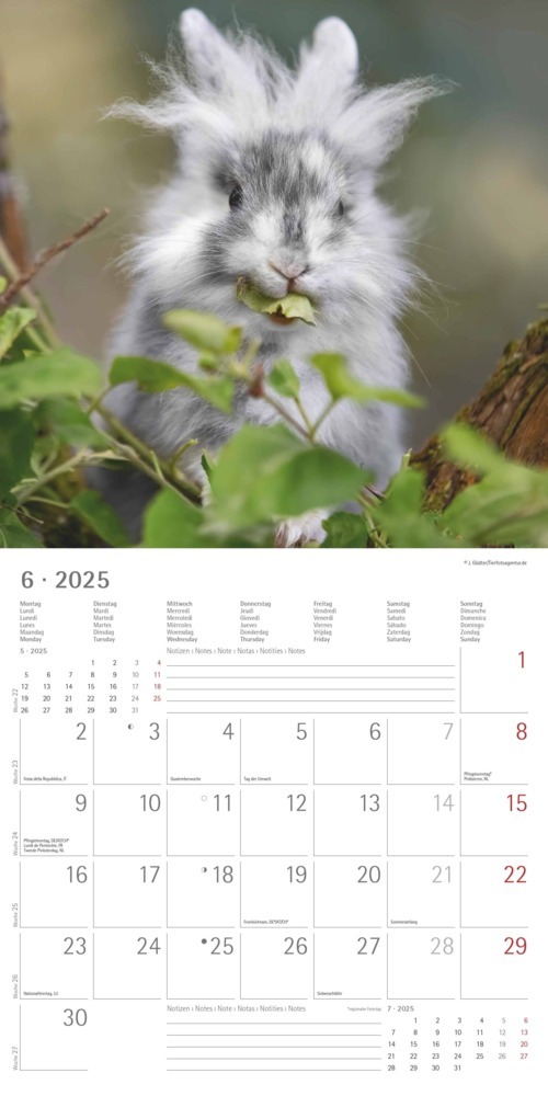 Bild: 4251732340766 | Alpha Edition - Kaninchen 2025 Broschürenkalender, 30x30cm,...