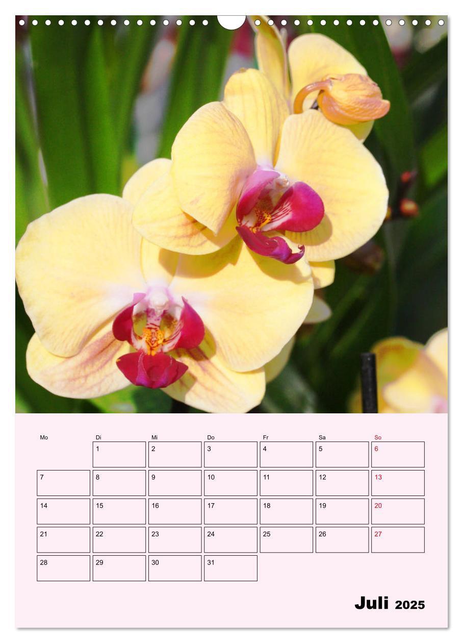 Bild: 9783435970902 | Orchideenliebe (Wandkalender 2025 DIN A3 hoch), CALVENDO...