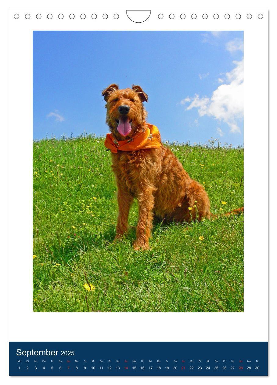 Bild: 9783435951222 | Kelly - Ein Irish Terrier macht Urlaub (Wandkalender 2025 DIN A4...