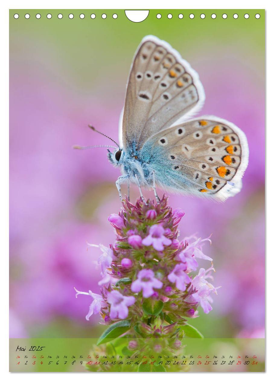 Bild: 9783435976652 | Kunterbuntes Gartenleben - Schmetterlinge in Gärten und Parks...