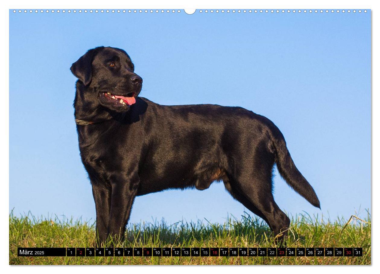 Bild: 9783435640805 | Labrador Retriever - ein Herz auf 4 Pfoten (Wandkalender 2025 DIN...